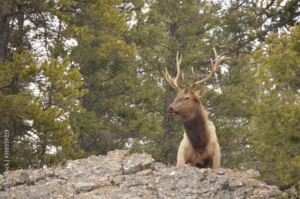 Naklejka premium Wapiti