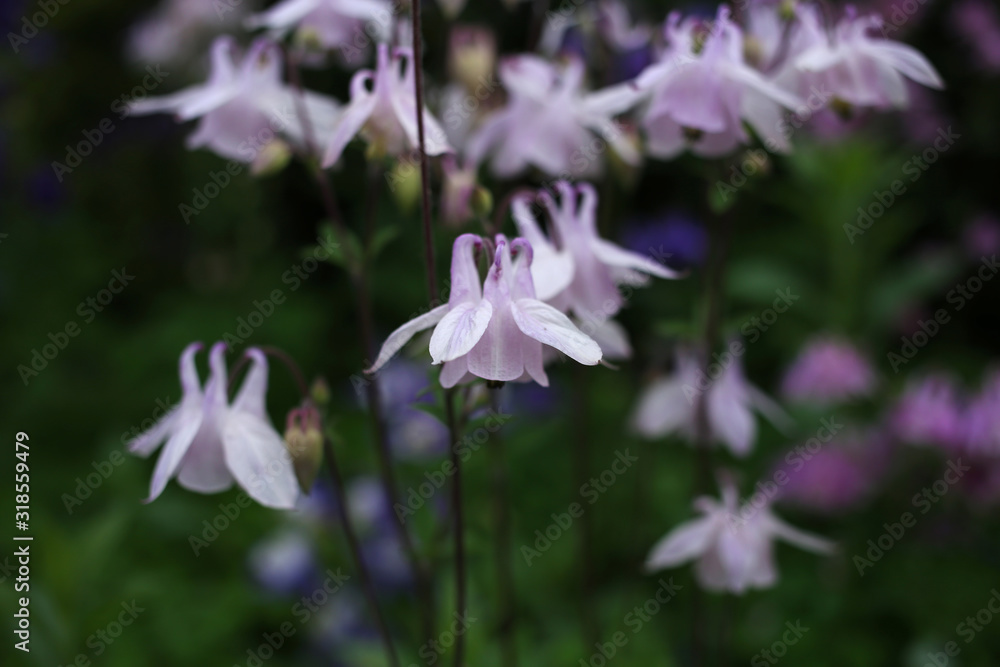 Beautiful but poisonous columbine flowers bloom in the garden.