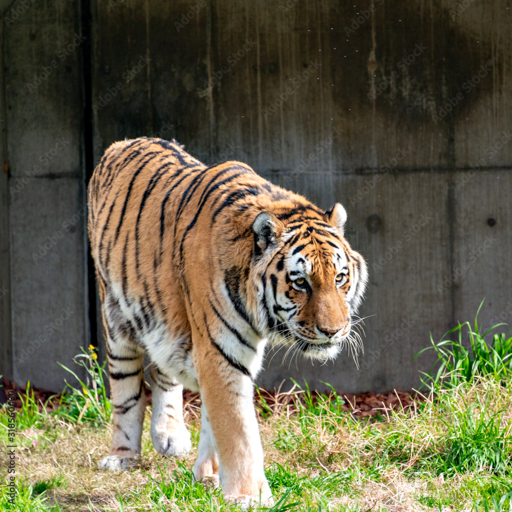 Fototapeta premium Amur (Siberian) tiger (Panthera tigris altaica) in Japan