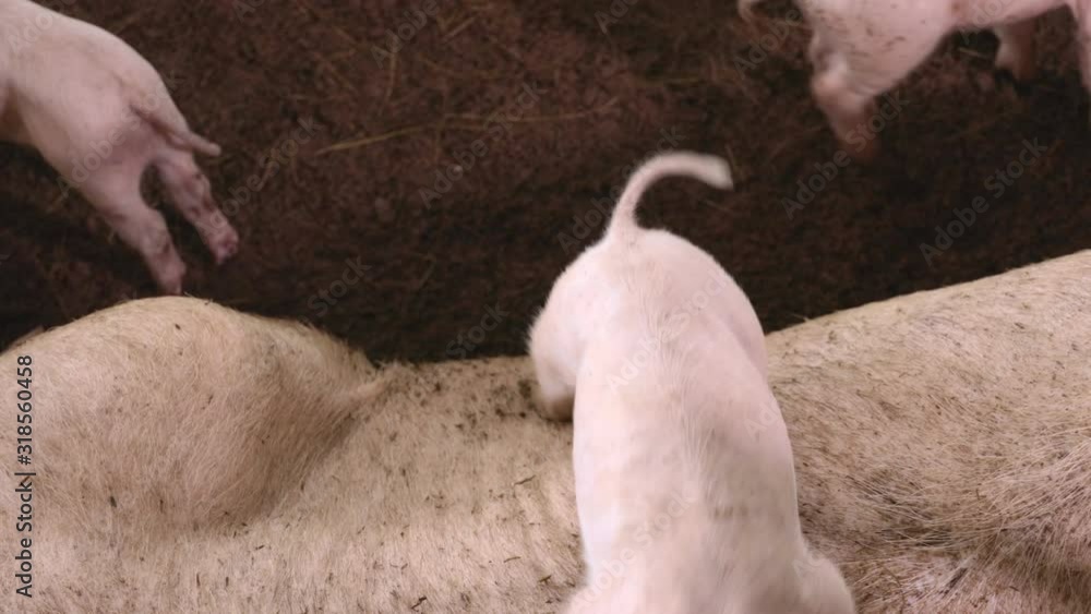Cute newborn piglet in organic rural farm agricultural. Livestock industry concept.