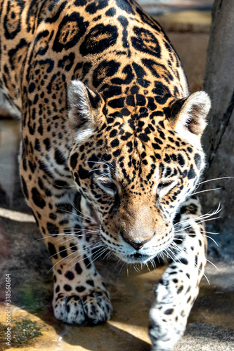 A Jaguar (Panthera onca) in Japan