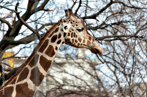 Giraffe (Giraffa camelopardalis) in winter season
