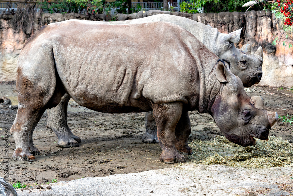Fototapeta premium East African black Rhinoceros (Diceros bicornis)