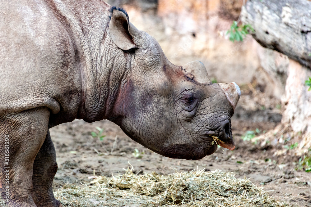East African black Rhinoceros (Diceros bicornis) East African black Rhinoceros (Diceros bicornis)