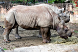 East African black Rhinoceros (Diceros bicornis)