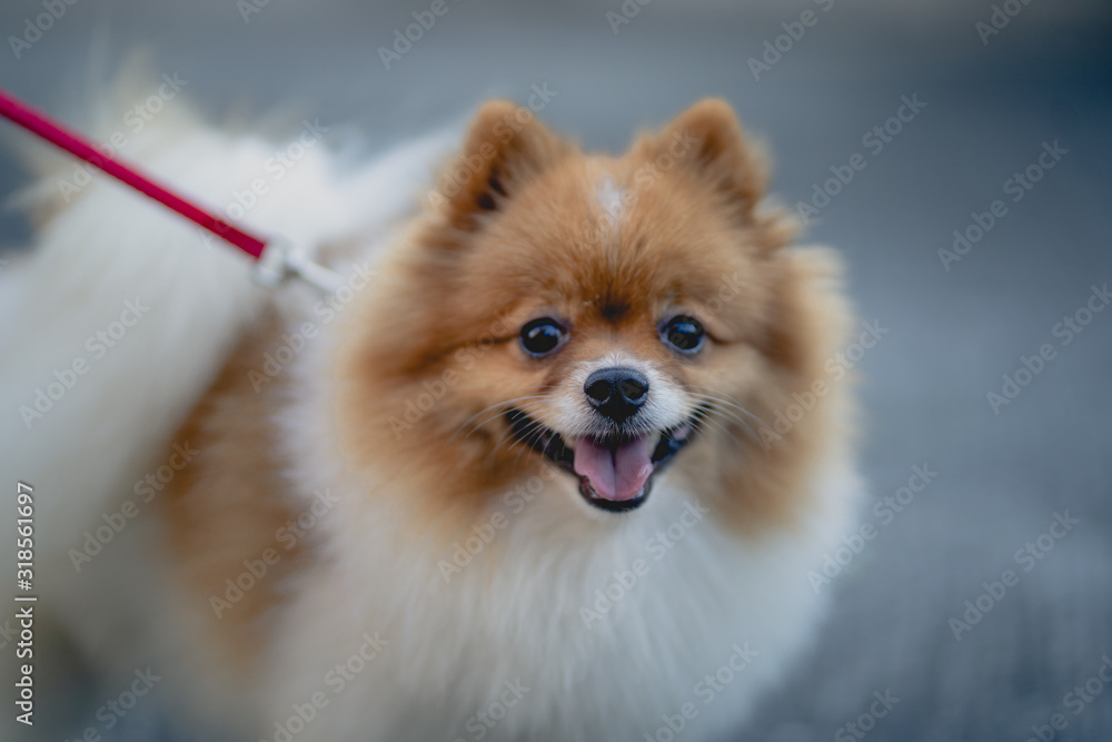 Portrait of a Dog Portrait of a Dog