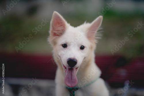 Portrait of a Dog