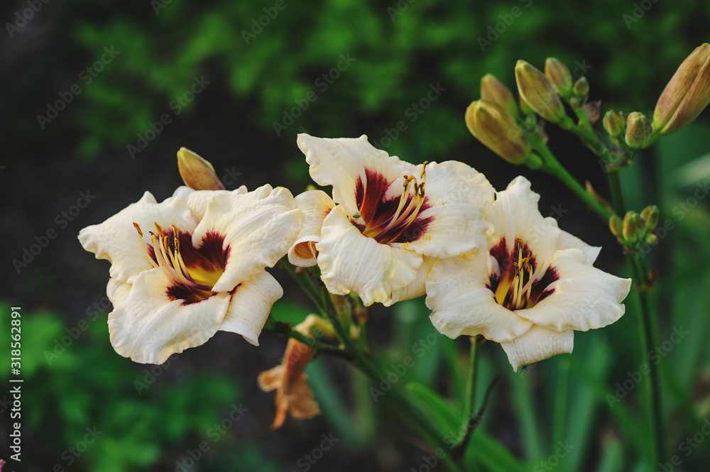 Day lily Day lily