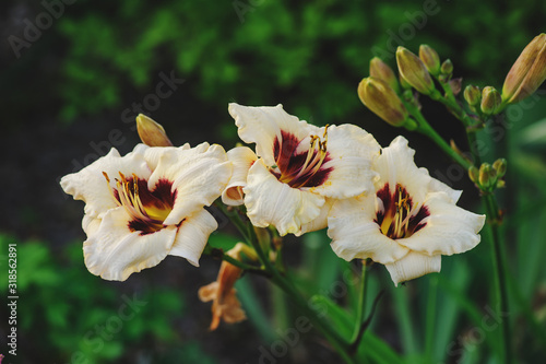Day lily "Snowy eyes" blooming close up in summer garden