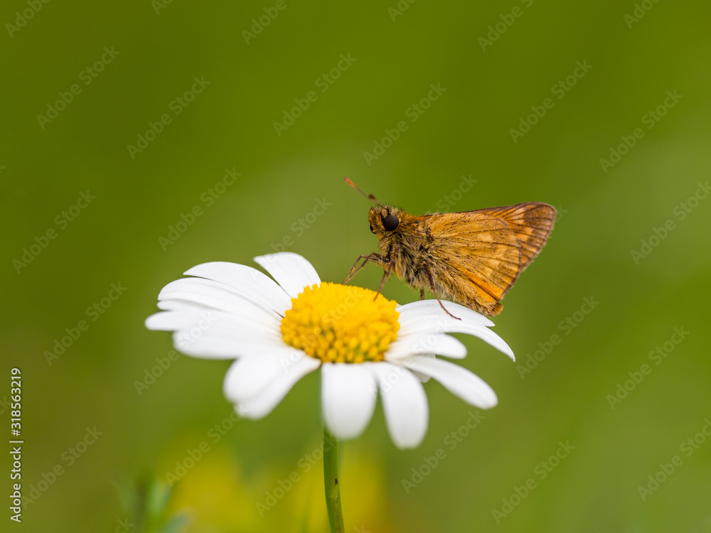 Large Skipper butterfly (Ochlodes venata) resting Large Skipper butterfly (Ochlodes venata) resting