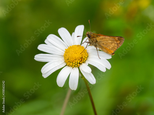 Large Skipper butterfly (Ochlodes venata) resting © Stephan Morris 