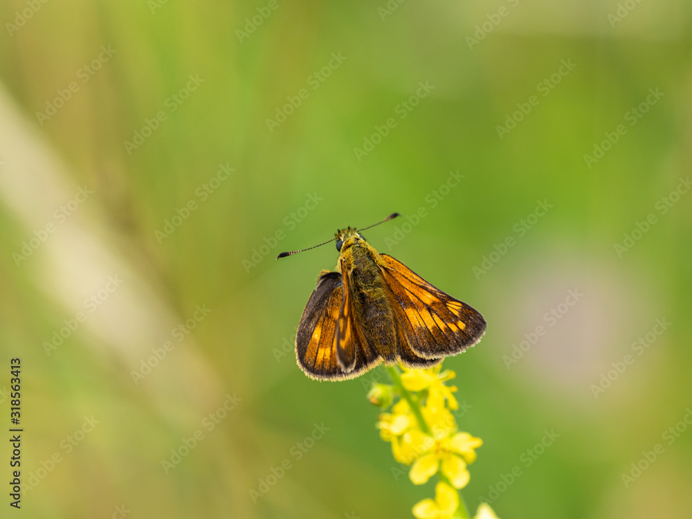 Large Skipper butterfly (Ochlodes venata) resting Large Skipper butterfly (Ochlodes venata) resting