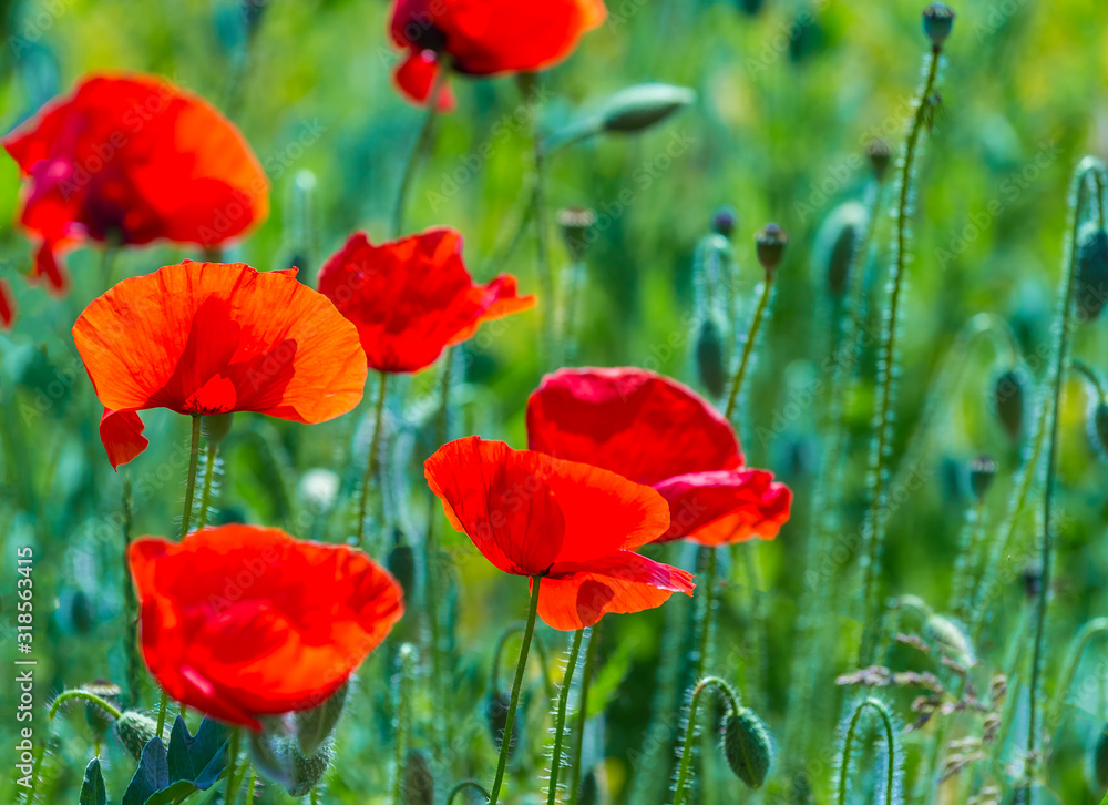 Obraz premium Close up of beautiful red poppy flowers on green nature background, symbol of remembrance and memory.