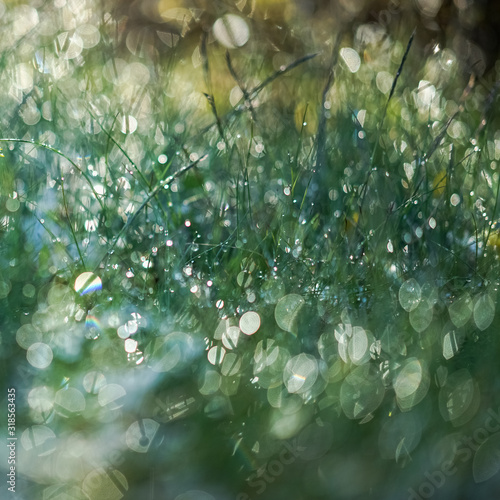 The green grass after the rain was photographed against the sun with bokeh. Close-up image. With space for text. Abstraction, background