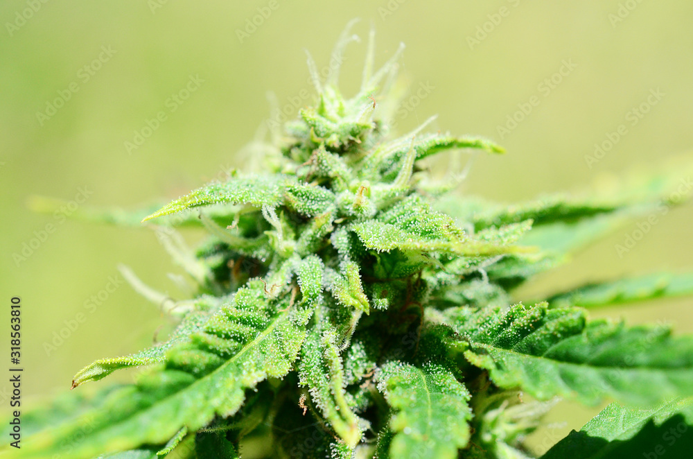 Abstract, soft focus using macro lens. Intense detail of flowering cannabis plant. Medical hemp growing on organic farm. Outdoor, natural lighting. Beautiful trichomes on cannabis plant. Healthy hemp Abstract, soft focus using macro lens. Intense detail of flowering cannabis plant. Medical hemp growing on organic farm. Outdoor, natural lighting. Beautiful trichomes on cannabis plant. Healthy hemp