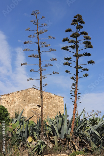 Whole agave americana in bloom, with tall, branched stalk (stem). This plant (succulent), named also sentry or century plant, maguey or american aloe.