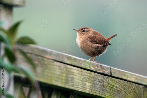 Obraz na płótnie Wren bird perched on a fence which is a common British garden songbird found in