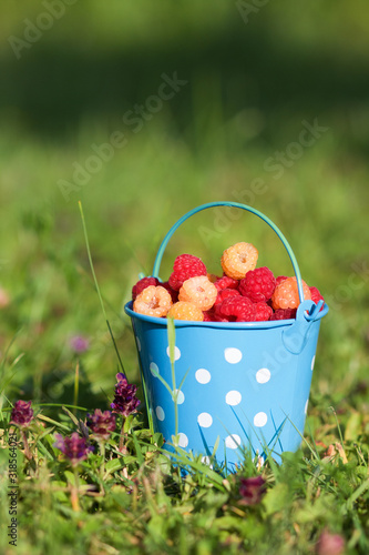 Raspberries in blue bucket in summer day. Harvest. Eco food