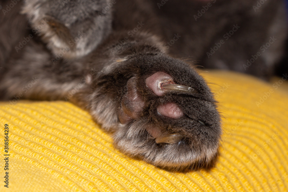 Ingrown claw of cat s paw. Damaged paw pads coagulated blood