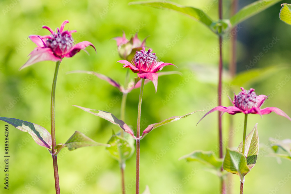 Monarda didyma (crimson beebalm, scarlet monarda, Oswego tea or bergamot) on green. Summer garden Monarda didyma (crimson beebalm, scarlet monarda, Oswego tea or bergamot) on green. Summer garden