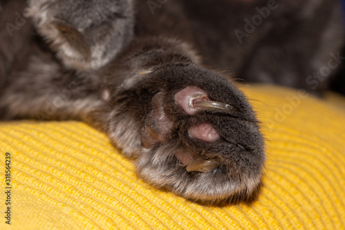 Ingrown claw of cat's paw. Damaged paw pads, coagulated blood. Paws of gray scottish cat.