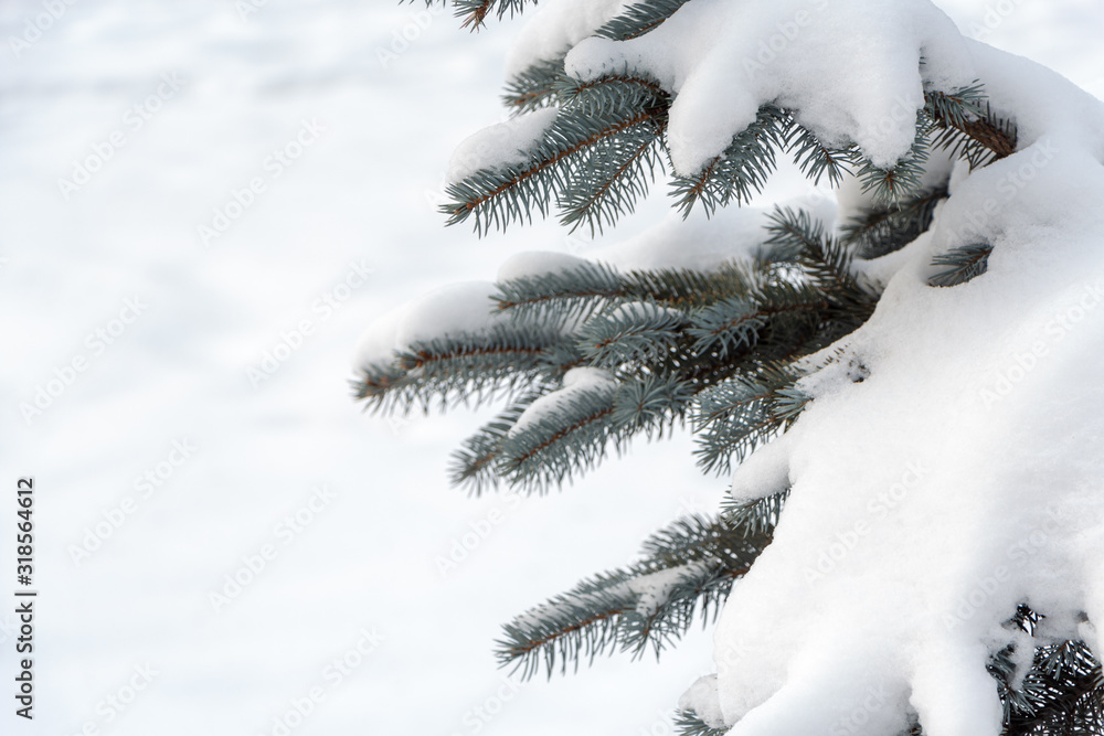Branches of blue spruce covered with snow. Free space. Branches of blue spruce covered with snow. Free space.