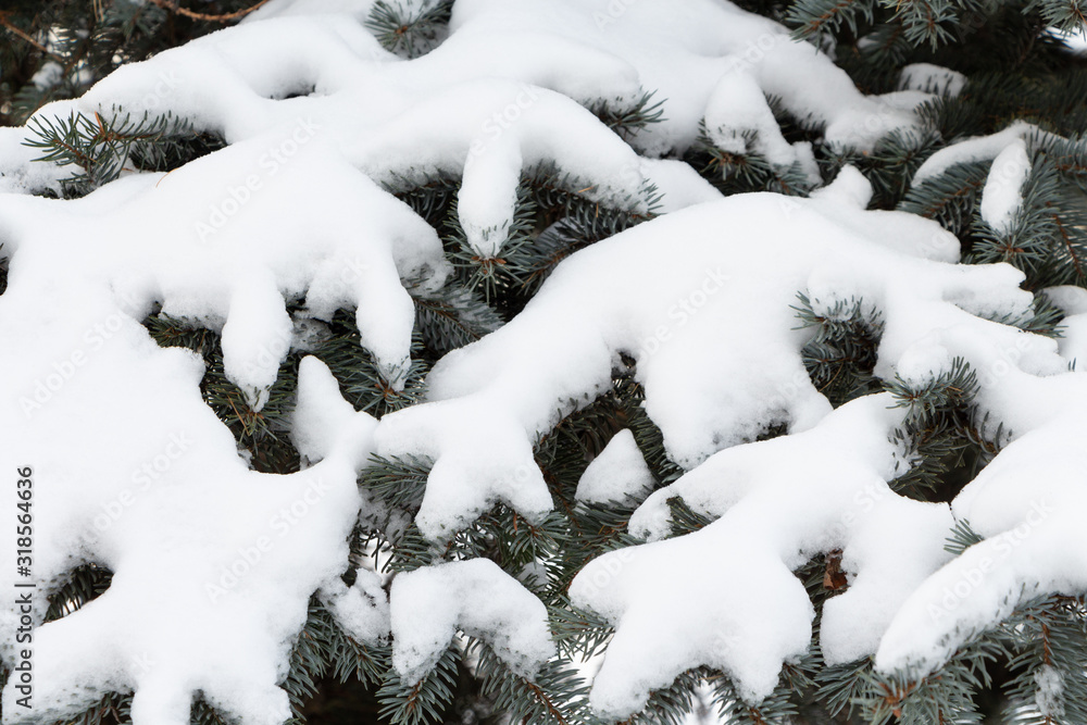 Branches of blue spruce covered with snow.