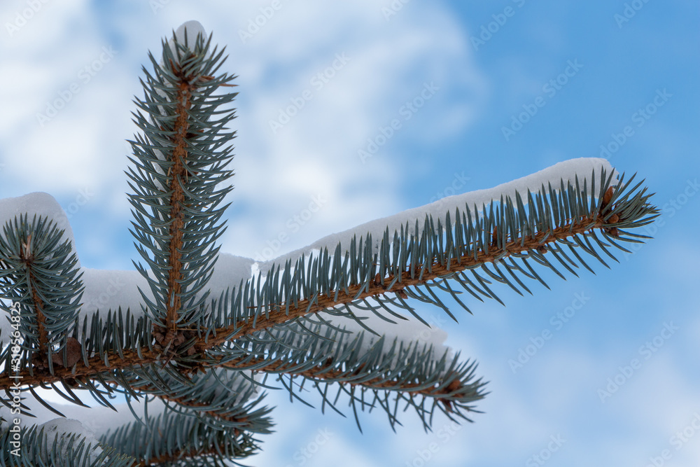 Blue spruce branch close-up against a blue sky. Winter, white snow on needles. Blue spruce branch close-up against a blue sky. Winter, white snow on needles.