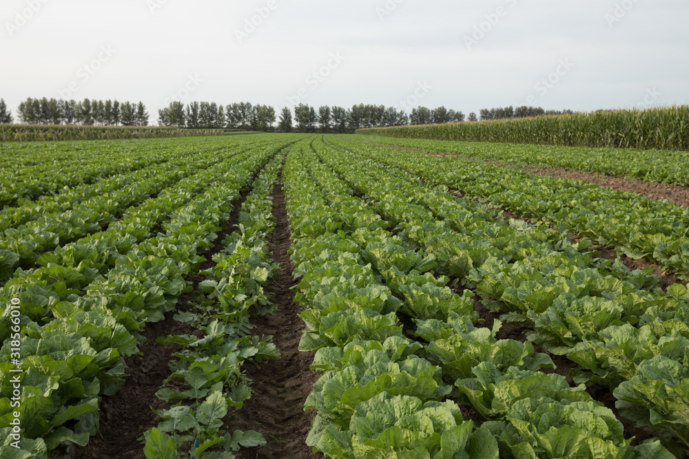 Chinese cabbage crops growing at field