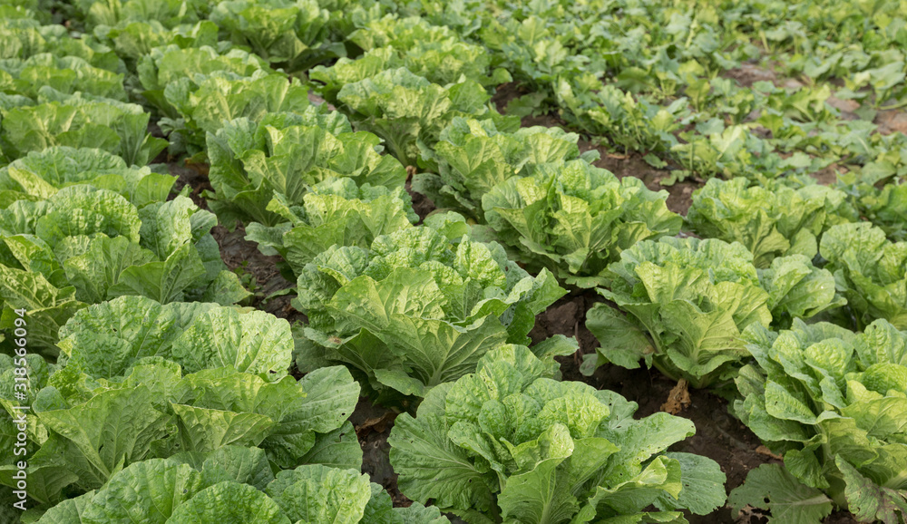 Chinese cabbage crops growing at field Chinese cabbage crops growing at field