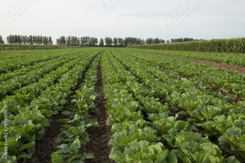Chinese cabbage crops growing at field © lzf
