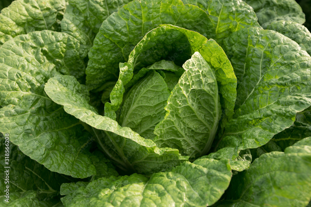 Fototapeta premium Chinese cabbage crops growing at field