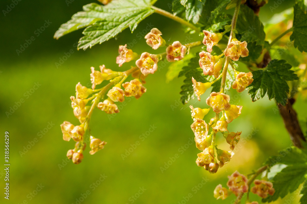 flowering bush of red currant with green leaves in the garden flowering bush of red currant with green leaves in the garden