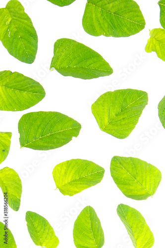 Tropical leaves foliage plant bush floral arrangement nature backdrop isolated on white background, clipping path included. © gunungkawi