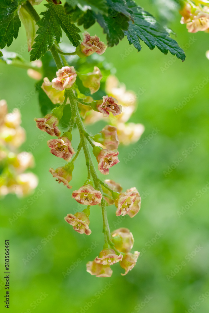 flowering bush of red currant with green leaves in the garden flowering bush of red currant with green leaves in the garden