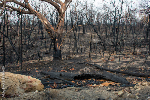 Obraz na plátně Australian bushfire aftermath: burnt eucalyptus trees suffered from firestorm
