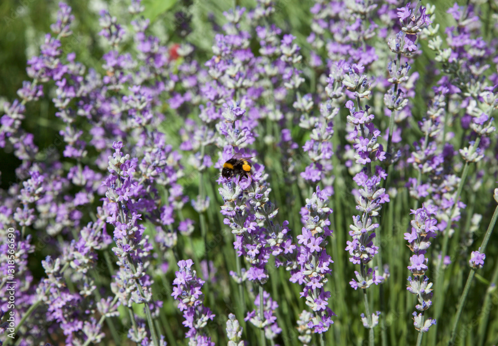 lavender and bee