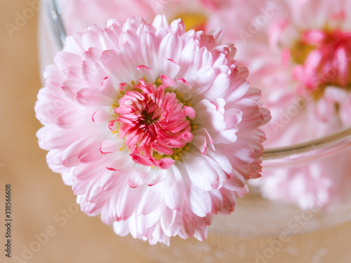 flower pink Daisy in a glass. macro.