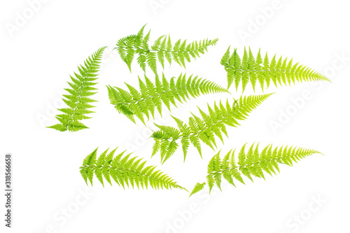 Tropical leaves foliage plant bush floral arrangement nature backdrop isolated on white background  clipping path included.