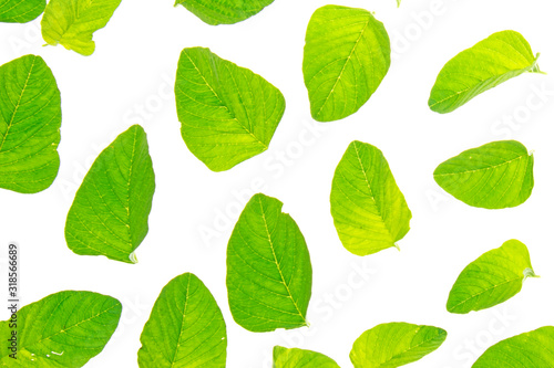 Tropical leaves foliage plant bush floral arrangement nature backdrop isolated on white background, clipping path included. © gunungkawi
