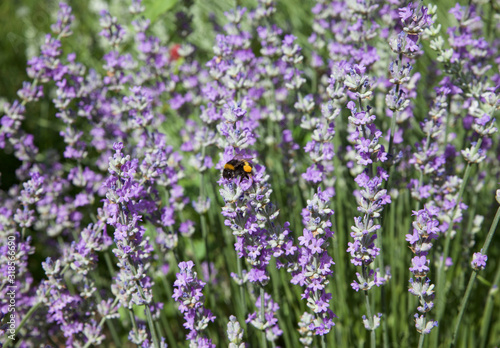 lavender and bee