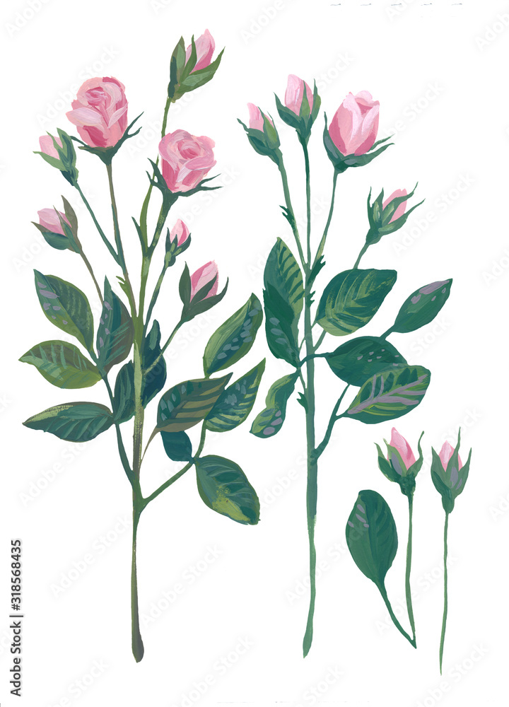 Spray rose is a botanical illustration in gouache. Graceful twigs with buds on a white background. Design for postcards, posters, interior decoration, packaging, flower shop and books.