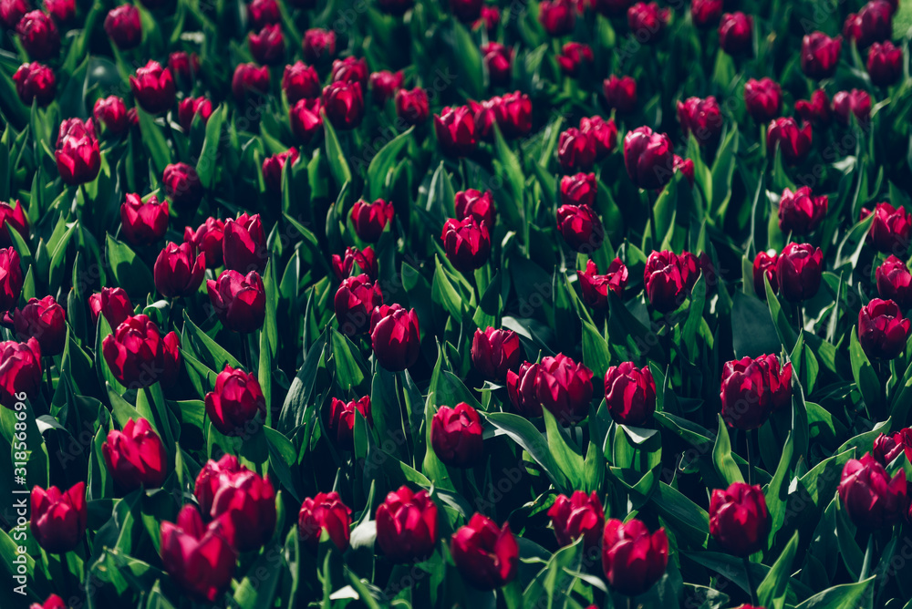 Close up of blooming flowerbeds of blossoming tulips during spring. One of the world's largest flower gardens in Lisse, the Netherlands. Close up of blooming flowerbeds of blossoming tulips during spring. One of the world's largest flower gardens in Lisse, the Netherlands.