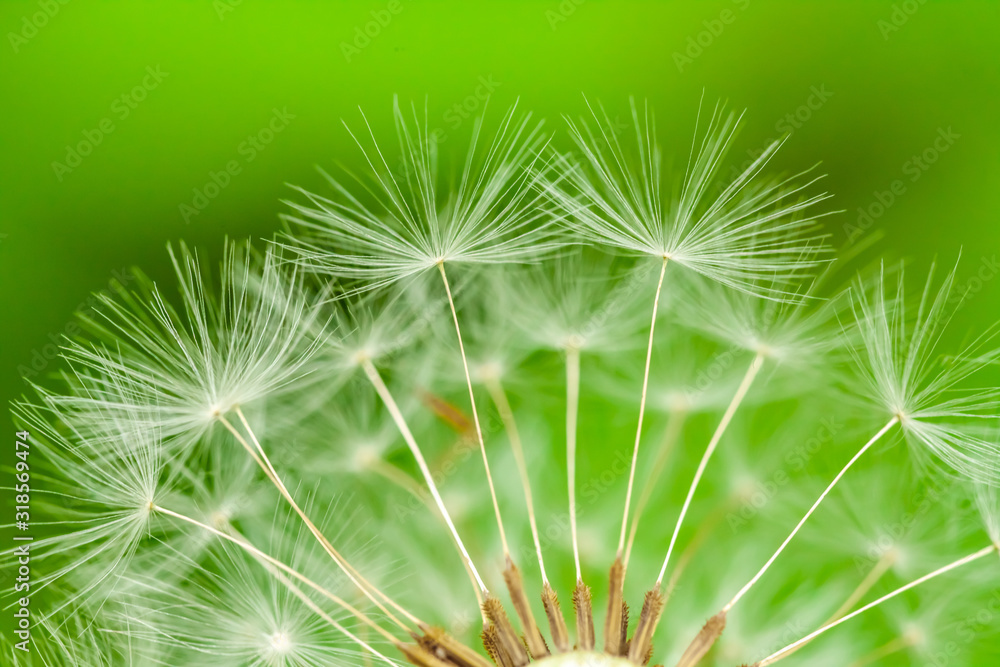 macro photo of the dandelion parachute