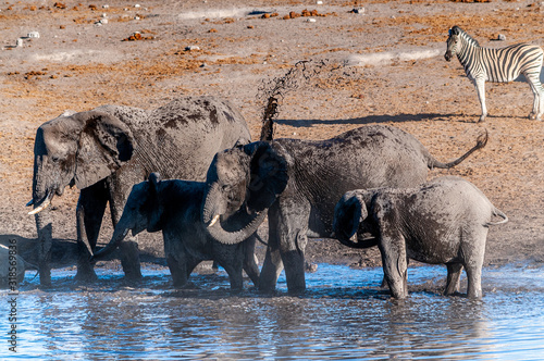 A herd of African Elephant -Loxodonta Africana- taking a bath in a waterhole in Etosha national Park. A group of Burchell's Plains zebra -Equus quagga burchelli- is seen in the background.
