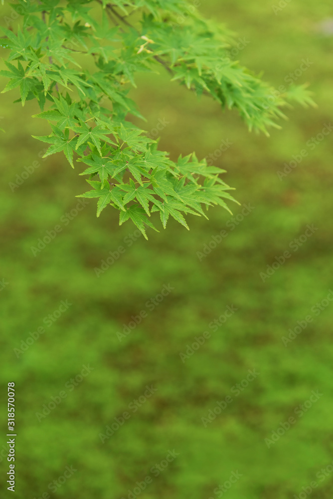 Green maple leaf. Natural background