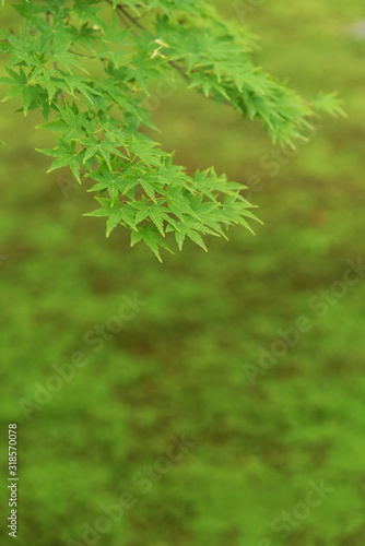 Green maple leaf. Natural background