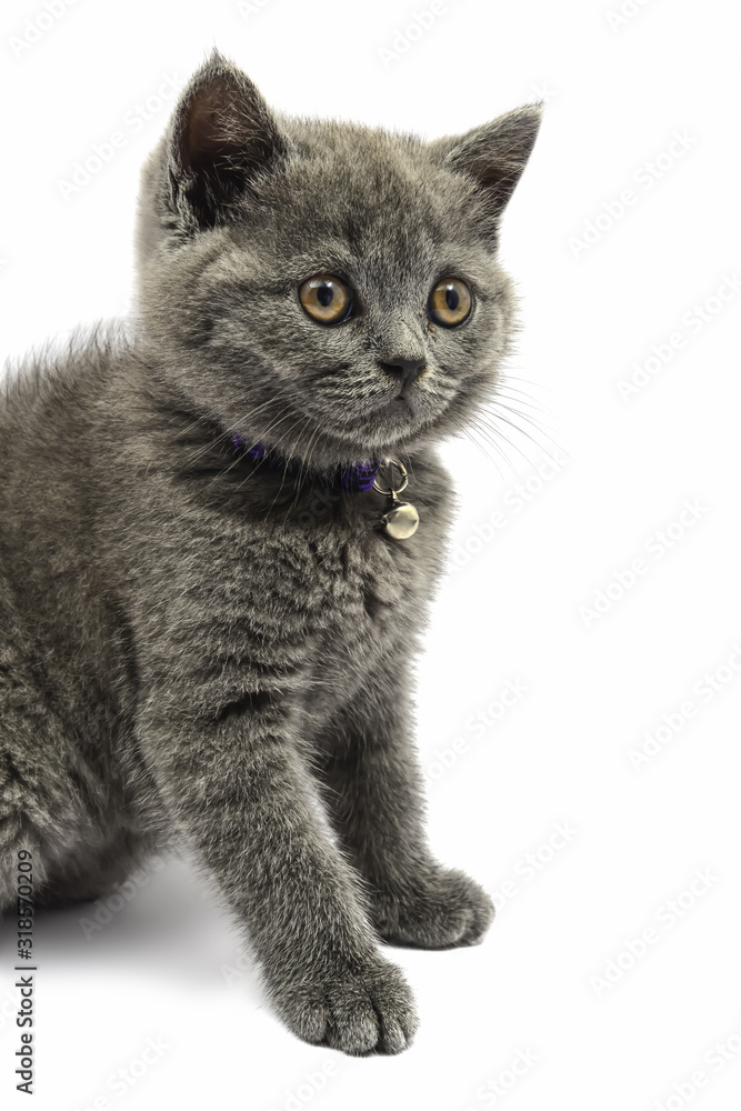 British shorthair cat sitting on a white background. British shorthair cat sitting on a white background.