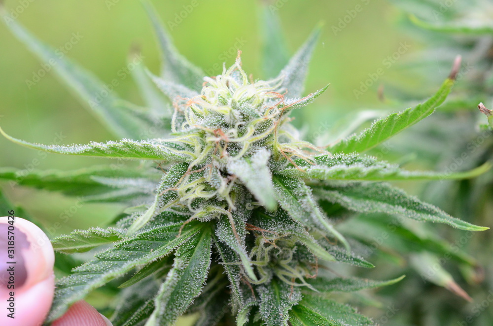 Abstract, soft focus using macro lens. Intense detail of flowering cannabis plant. Medical hemp growing on organic farm. Outdoor, natural lighting. Beautiful trichomes on cannabis plant. Healthy hemp Abstract, soft focus using macro lens. Intense detail of flowering cannabis plant. Medical hemp growing on organic farm. Outdoor, natural lighting. Beautiful trichomes on cannabis plant. Healthy hemp