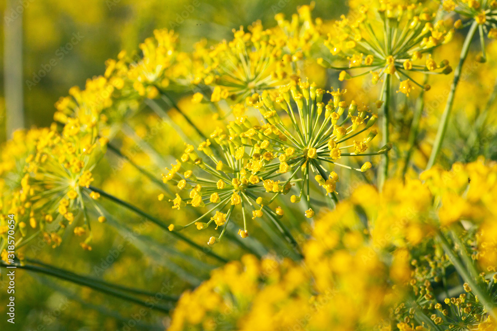 Closeup Flower of green dill (fennel). Green yellow background with flowers of dill macro photo. Closeup Flower of green dill (fennel). Green yellow background with flowers of dill macro photo.